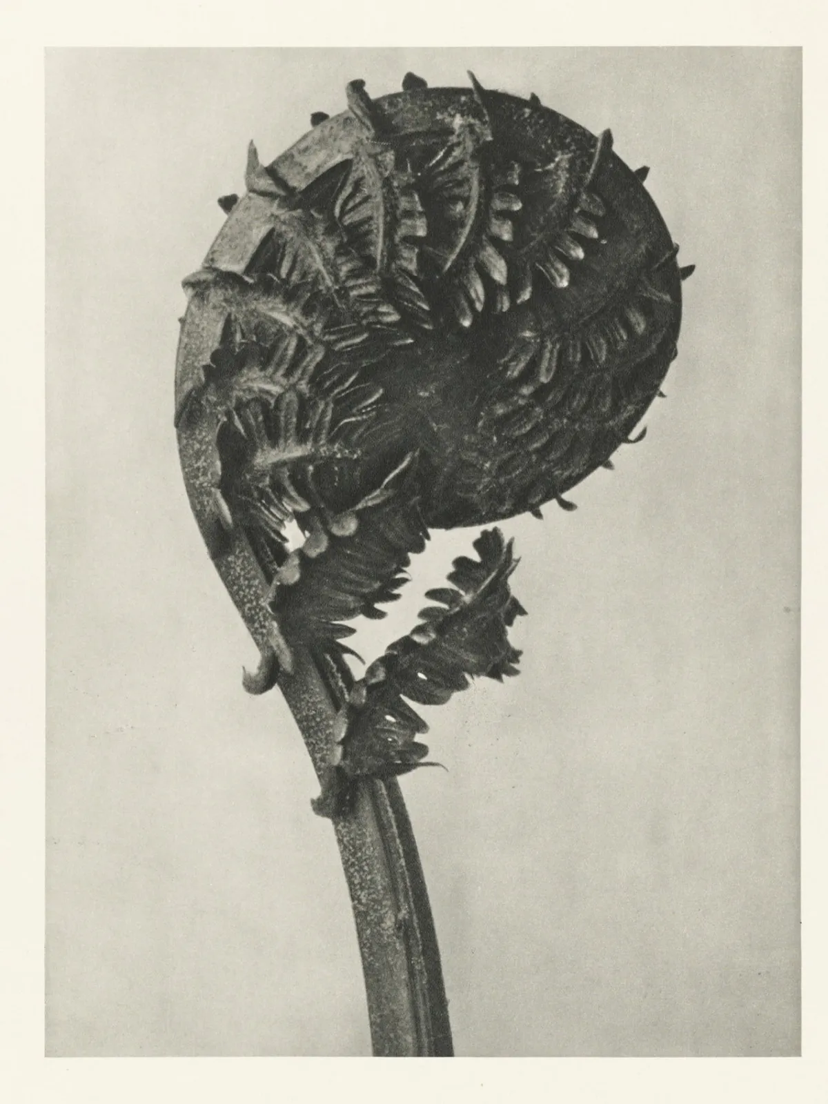Helecho desenrollándose, fotografía de Karl Blossfeldt
